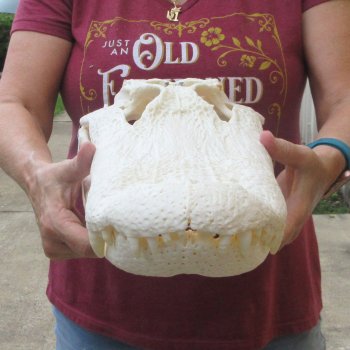  Real 19" B-Grade Florida Alligator Skull
