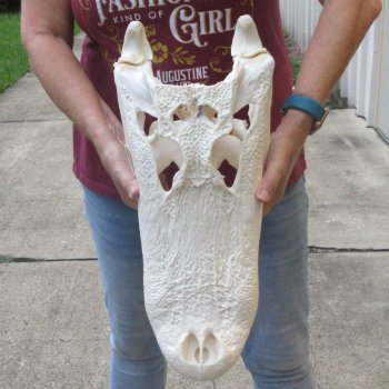  Real 19" B-Grade Florida Alligator Skull