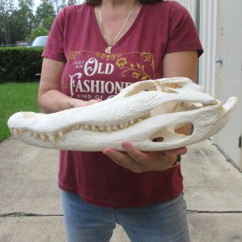  Real 19" B-Grade Florida Alligator Skull