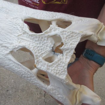 Real 19" B-Grade Florida Alligator Skull