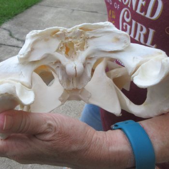  Real 19" B-Grade Florida Alligator Skull