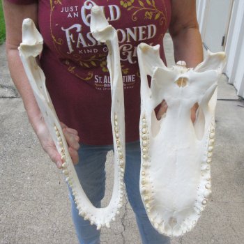  Real 19" B-Grade Florida Alligator Skull