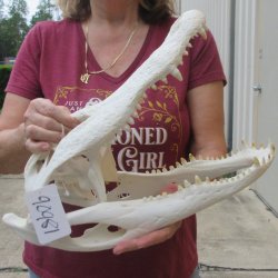  Real 16-1/2 inch Florida Alligator Skull