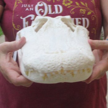  Real 16-1/2 inch Florida Alligator Skull