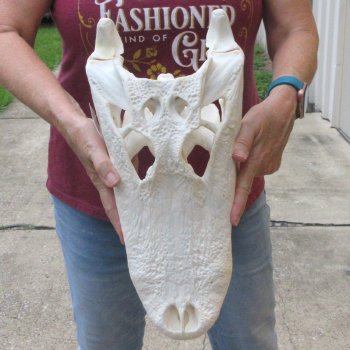  Real 16-1/2 inch Florida Alligator Skull