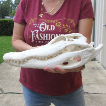  Real 16-1/2 inch Florida Alligator Skull