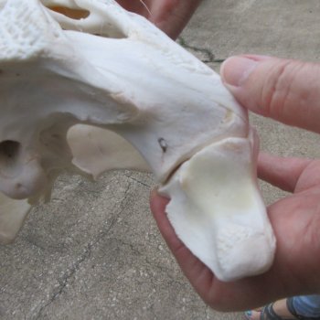  Real 16-1/2 inch Florida Alligator Skull