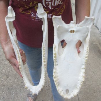  Real 16-1/2 inch Florida Alligator Skull