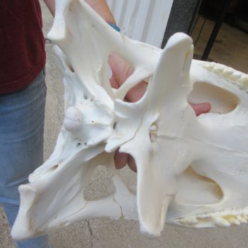  Real 16-1/2 inch Florida Alligator Skull