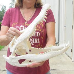  Real 16-1/4" B-Grade Florida Alligator Skull