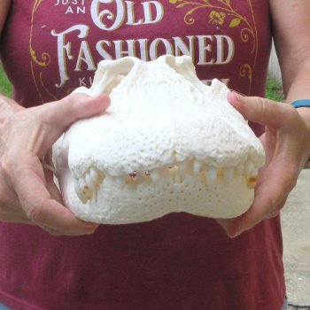  Real 16-1/4" B-Grade Florida Alligator Skull