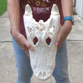  Real 16-1/4" B-Grade Florida Alligator Skull