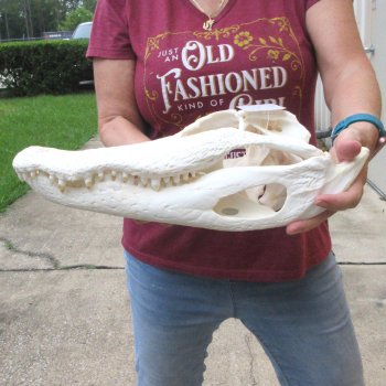  Real 16-1/4" B-Grade Florida Alligator Skull