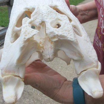  Real 16-1/4" B-Grade Florida Alligator Skull
