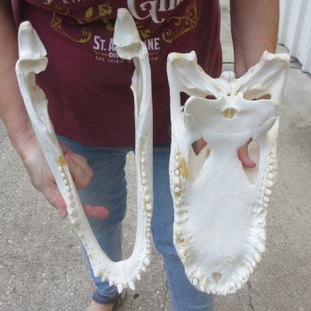  Real 16-1/4" B-Grade Florida Alligator Skull