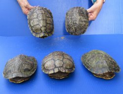 Five piece 7" to 7-3/4"  B-Grade Red Eared Slider Turtle shells 