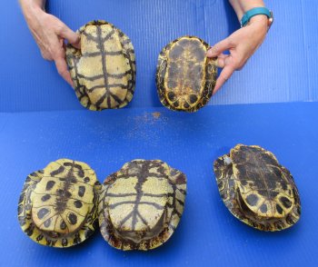 Five piece 7" to 7-3/4"  B-Grade Red Eared Slider Turtle shells 