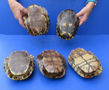Five piece 7" to 7-3/4" Red Eared Slider Turtle Shells