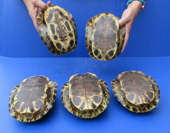 Five piece 7" to 7-3/4" Red Eared Slider Turtle Shells