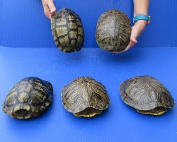 Five piece 7" to 7-3/4" Red Eared Slider Turtle Shells