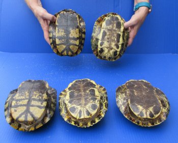 Five piece 7" to 7-3/4" Red Eared Slider Turtle Shells