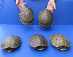 Five piece 7" to 7-3/4" Red Eared Slider Turtle Shells
