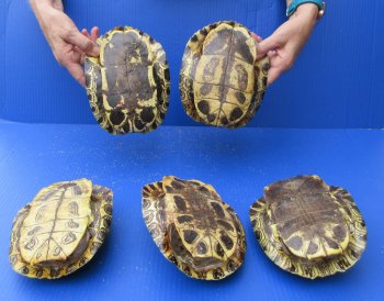 Five piece 7" to 7-3/4" Red Eared Slider Turtle Shells