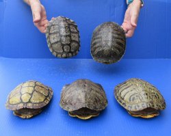 Five piece 7" to 7-3/4" Red Eared Slider Turtle Shells