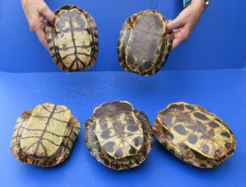 Five piece 7" to 7-3/4" Red Eared Slider Turtle Shells