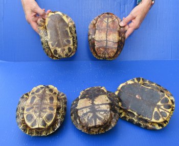 Five piece 7" to 7-3/4" Red Eared Slider Turtle Shells