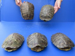 Five piece 7" to 7-3/4"  B-Grade Red Eared Slider Turtle shells 