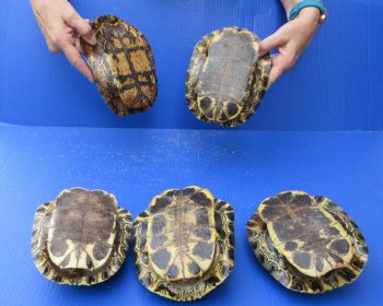 Five piece 7" to 7-3/4"  B-Grade Red Eared Slider Turtle shells 