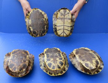 Five piece 7" to 7-3/4"  B-Grade Red Eared Slider Turtle shells 
