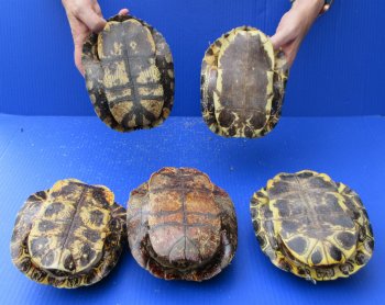 Five piece 7" to 7-3/4"  B-Grade Red Eared Slider Turtle shells 