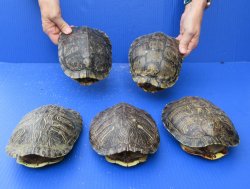 Five piece 7" to 7-3/4"  B-Grade Red Eared Slider Turtle shells 