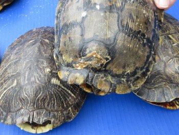 Five piece 7" to 7-3/4"  B-Grade Red Eared Slider Turtle shells 