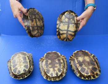 Five piece 7" to 7-3/4"  B-Grade Red Eared Slider Turtle shells 