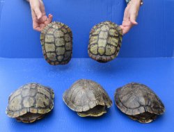 Five piece 7" to 7-3/4"  B-Grade Red Eared Slider Turtle shells 