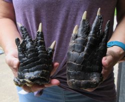 Two piece 5-6 inch Preserved Alligator Foot - $25