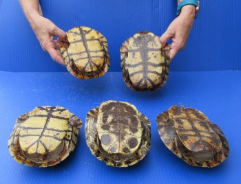 Five piece 7" to 7-3/4"  B-Grade Red Eared Slider Turtle shells 