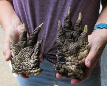 Two piece 5-6 inch Preserved Alligator Foot - $25