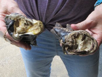 Two piece 5-6 inch Preserved Alligator Foot - $25