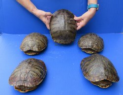 Five piece 8" to 8-3/4" Red Eared Slider Turtle Shells