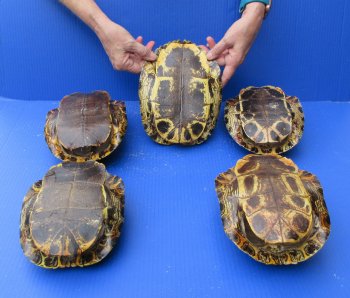 Five piece 8" to 8-3/4" Red Eared Slider Turtle Shells