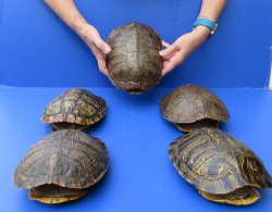 Five piece 8" to 8-3/4" Red Eared Slider Turtle Shells