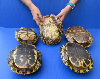 Five piece 8" to 8-3/4" Red Eared Slider Turtle Shells