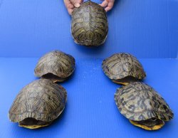 Five piece 8" to 8-3/4" Red Eared Slider Turtle Shells