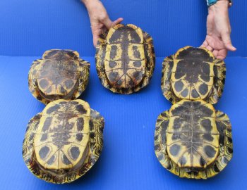 Five piece 8" to 8-3/4" Red Eared Slider Turtle Shells