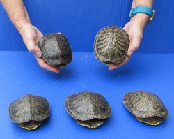 Five piece 4" to 4-3/4" Red Eared Slider Turtle Shells