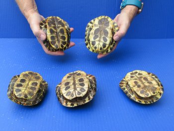 Five piece 4" to 4-3/4" Red Eared Slider Turtle Shells